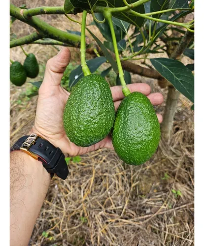 Se Vende Finca En Produccion Aguacate Hass Pijao Quindio