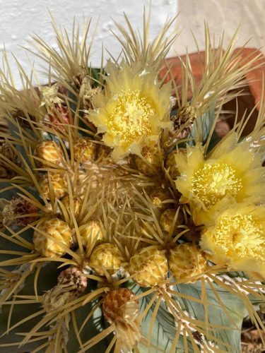 Semillas Cactus: Ferocactus Glaucescens