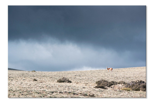 Cuadro Canvas Lienzo Decorativo Fotografía Guanaco Patagonia