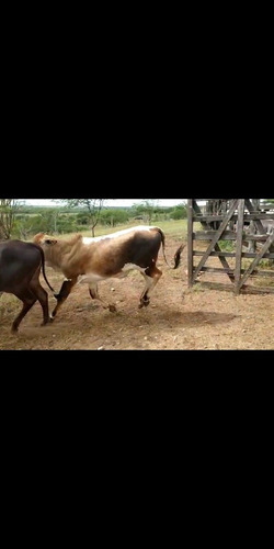 Imagem 4 de 4 de Garrotes A Venda