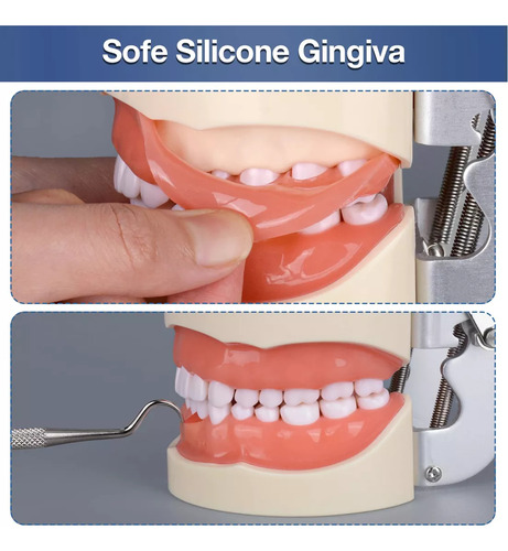 Typodont Modelo De Dente Com 32 Dentes Removíveis