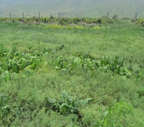 Parcela En Venta En La Ligua
