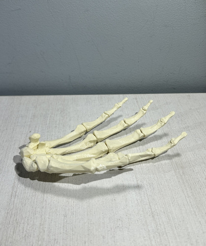 Huesos De La Mano - Impresión 3d