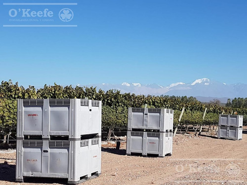Imagen 12 de 22 de Viñedo Premium De Altura En Mendoza En Venta Sobre Fracción De 23 Has - Oportunidad