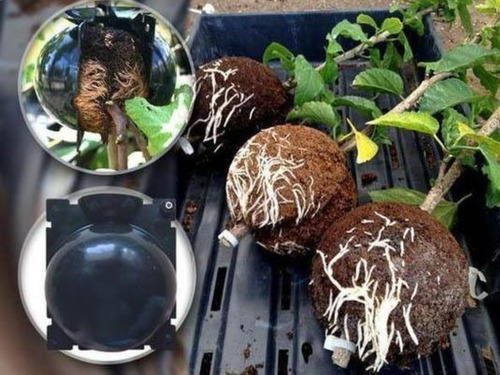 Imagem 4 de 6 de Esfera Multiplantas Para Clones - Reutilizável 10unid