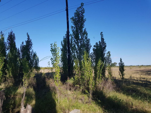 Imagen 4 de 9 de Venta Finca 5,5 Ha, San Rafael, Mendoza, Ruta 146, Km 363