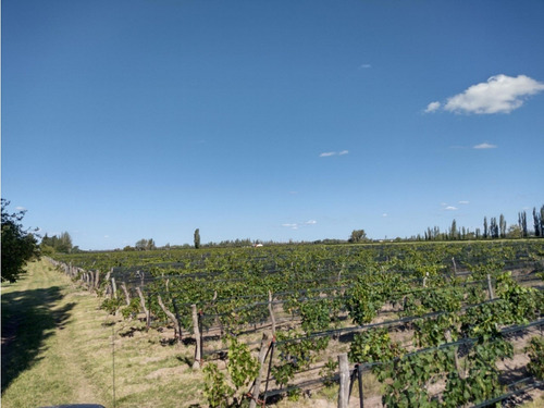 Vendo Finca De 20 Hectareas A Tranquera Cerrada San Rafael