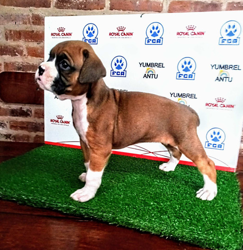 Cachorros  Boxer Pedigree Fca 