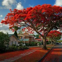 Comprar Framboyan ( Tabachin ) Rojo Intenso