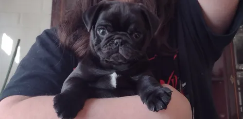 comprar Hermosos Cachorros Pug