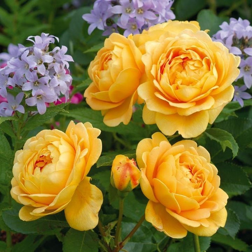 Rosal Ingles/rosas/plantas Golden Celebration, David Austin