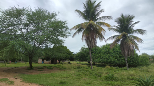 Propriedade Rural Próxima A Cidade Em Senhor Do Bonfim - Ba