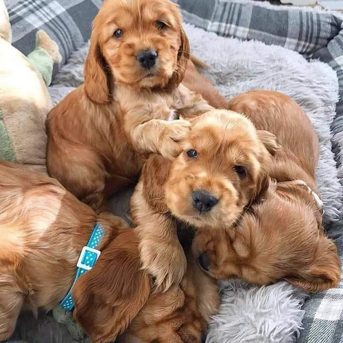 Cachorros Cocker Spaniel 