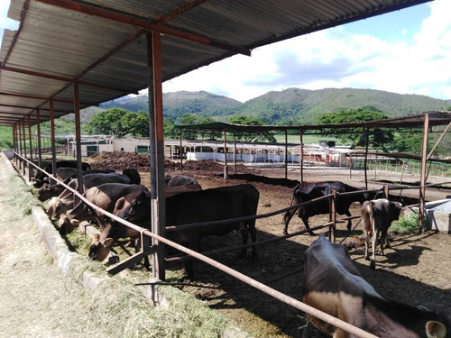 Imagen 15 de 29 de Finca Ganadera Y Agricola En Venta En Bejuma, Edo Carabobo 04121994409