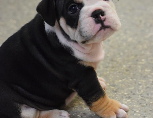 Bulldog Ingles Black Tri