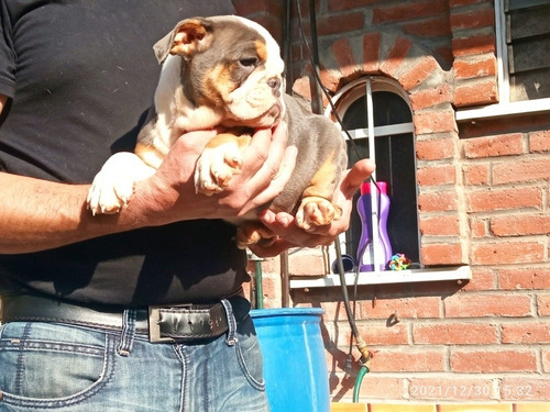 Imagen 5 de 9 de Bulldog Ingles