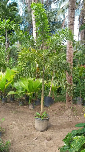15 Sementes Palmeira Rabo De Raposa Pré-germinada P/plantio