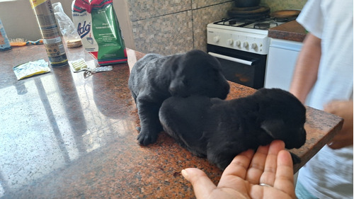 Labradores Negros Nacidos El 13marzo