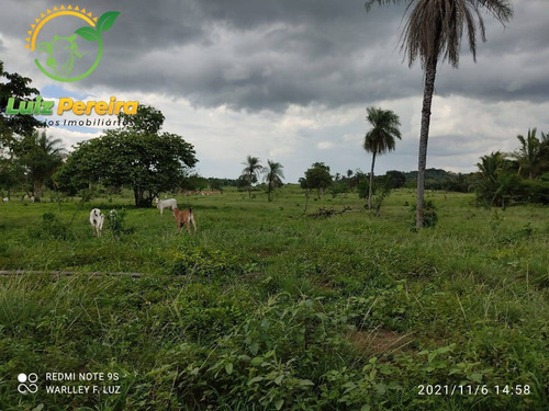 Imagem 10 de 15 de Fazenda À Venda Em Dois Irmãos - To - 561,44 Hectares (pecuária) - 2084