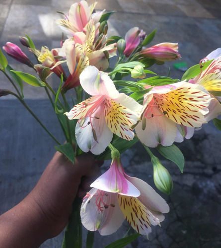 Rizoma De Alstroemeria, Varios Colores. Dos Rizomas Por $170