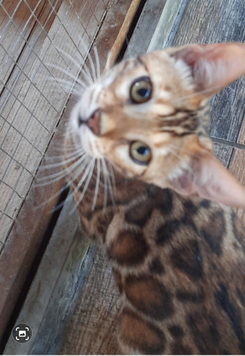 Filhotes De Gatos Bengals Importados