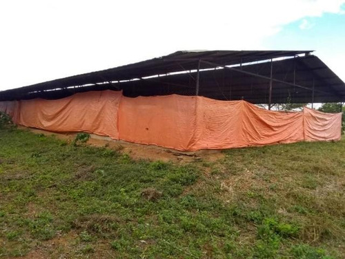Imagen 17 de 30 de Jose Lopez Ofrece Finca ( Granja Avícola / Agrícola ) En Venta Vía A Duaca Caserio Guayabal Cordero Lara, Venezuela ,j G L Rent - A - House Telf. 0414-5533925 Cod # 22-16836 $ 15000