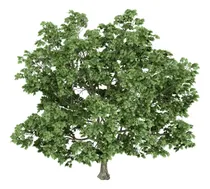 Comprar Acer Platanoides Árbol Ornamental