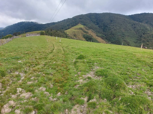 Imagen 12 de 21 de N.m. En Venta Finca En La Grita 1.500$ La Hectárea