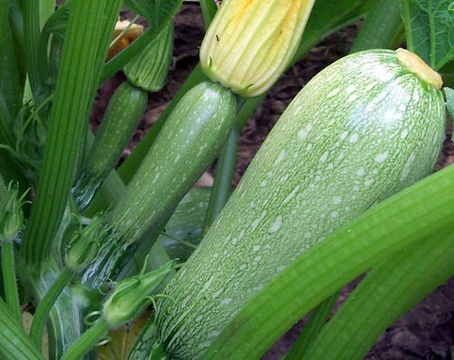 Semillas Organicas Zapallo Zucchini Grey ( Alargado)