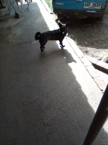 Perra Cachorra Negra Tamaño Chico En Adopción Responsable.