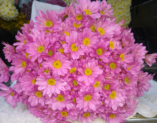 Flores Naturales Recién Cortadas