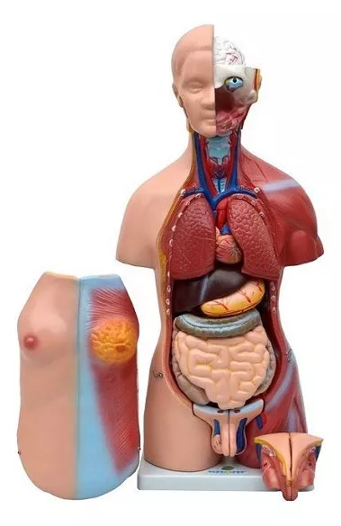 Segunda imagem para pesquisa de torso humano