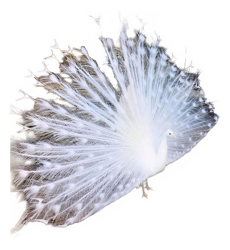 Ovos De Pavão Branco Reserva