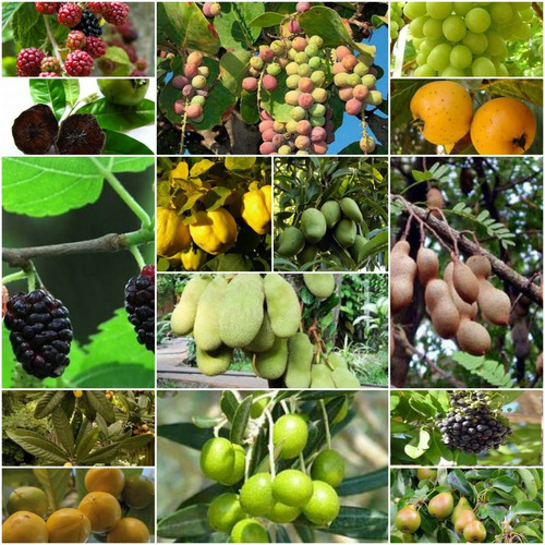 Arboles Frutales Diferentes Especies Lista En Descripcion | Meses sin  intereses