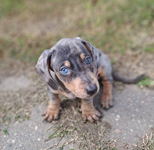Perrito Salchichas Agua