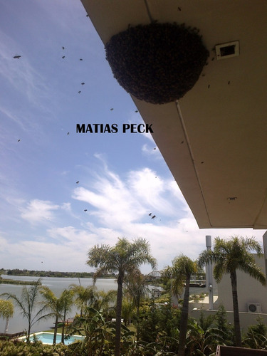 Retiro Abejas Enjambre Zona Norte Oeste Sur Caba Y Costa Atl