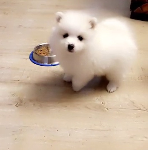 Pomerania Hermosura De Cachorrito Carita De Oso 700 Puro