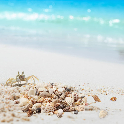 Ira Pollitt Tiny Natural Mezcled Ocean Shells Tiny Miniature