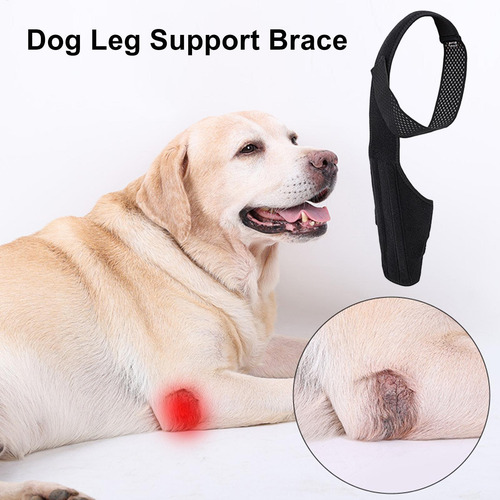 Soporte De Cadera Para Perro Soporte Para Displasia De Cader