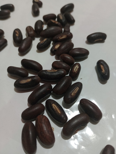 Semillas De Ceibo - Erythrina Crista-galli
