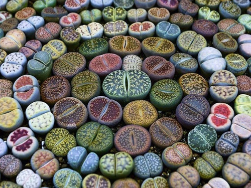 10 Sementes Lithops Pedra Viva  Flor Cacto Suculenta