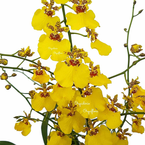 Muda Pré Adulta Orquídea Oncidium Aloha Planta Natural | MercadoLivre