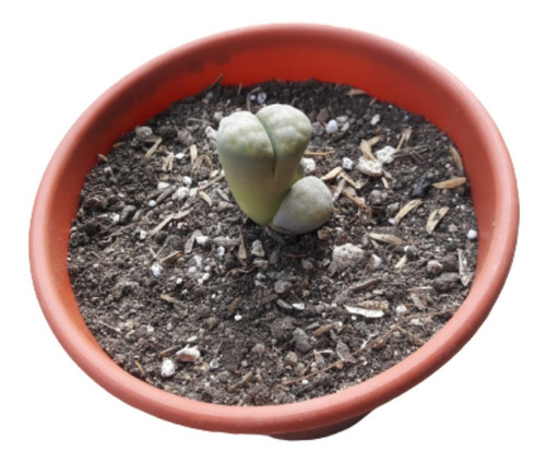 Cactus Lithops 