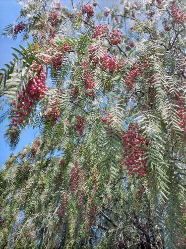 150 Semillas De Arbol De Pirul