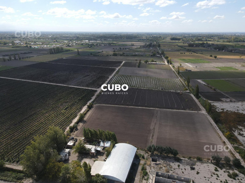 Cubo Vende 12 Hectareas De Viñedo En Rodeo De La Cruz Mendoza Argentina
