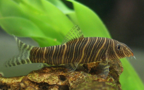 Pez Botia Yoyo Y Striata (agua Templada)