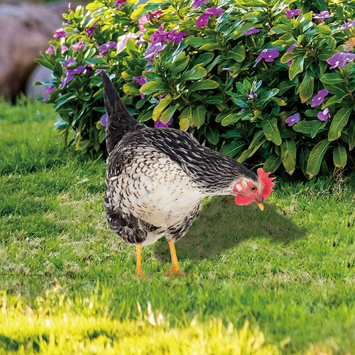 Decoração De Pátio De Primavera Em Forma De Frango, Cartão D