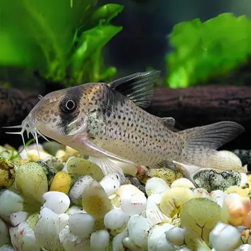 Corydora Melanistus (2 Unidades)