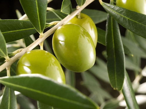 Plantas De Olivos