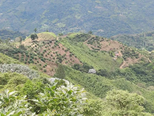 Vendo Finca De 45 Hectares O 71 Cuadras Sembradas En Aguacate Hass En Genova Quindio